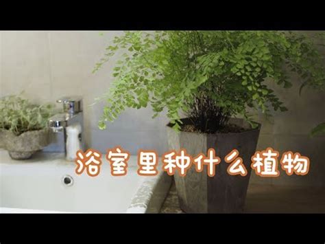 浴室適合放什麼植物|8大適合浴室的植物：讓綠意點亮您的衛浴空間